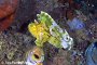 Batu Labang 1-Leaf Scorpionfish